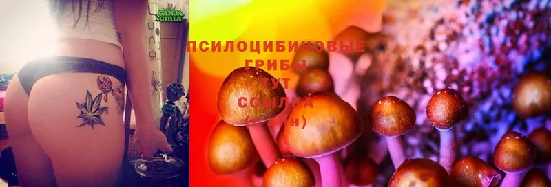 Псилоцибиновые грибы Psilocybe  Дюртюли 